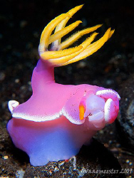 Plastic surgery needed! (Risbecia apolegma) - Tulamben, B... by Marco Waagmeester 